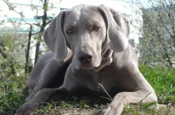 Výmarský ohař - štěňátka s PP - fenky i pejsci